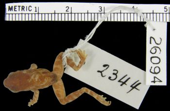 Media type: image; Herpetology A-26094